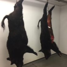 Wild boar Inverness Shire