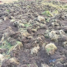 Ferral pig / boar damage in Strathglass
