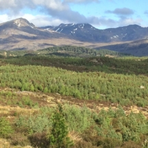 Restock site, Cougie Strathglass Glen Affric NNR result of ten years intensive deer control.