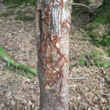 Sharpening tree for male wild boar and territorial marking in Lochaber on an estate we are now active on.