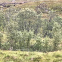 Regeneration Glen Affric shows what can be achieved with a basic stock fence