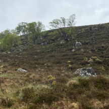 Glen Affric birch regeneration on the open hill