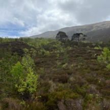 Regeneration in Glen Affric Pine Forest 2022